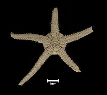 Media type: image;   Invertebrate Zoology OPH-4120 Description: Bottom up view of single ophiuroid specimen with a scale bar.;  Aspect: ventral